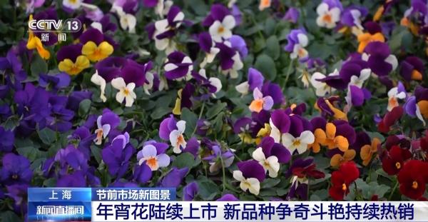 節前年宵花陸續上市 龍燈迎來產銷旺季