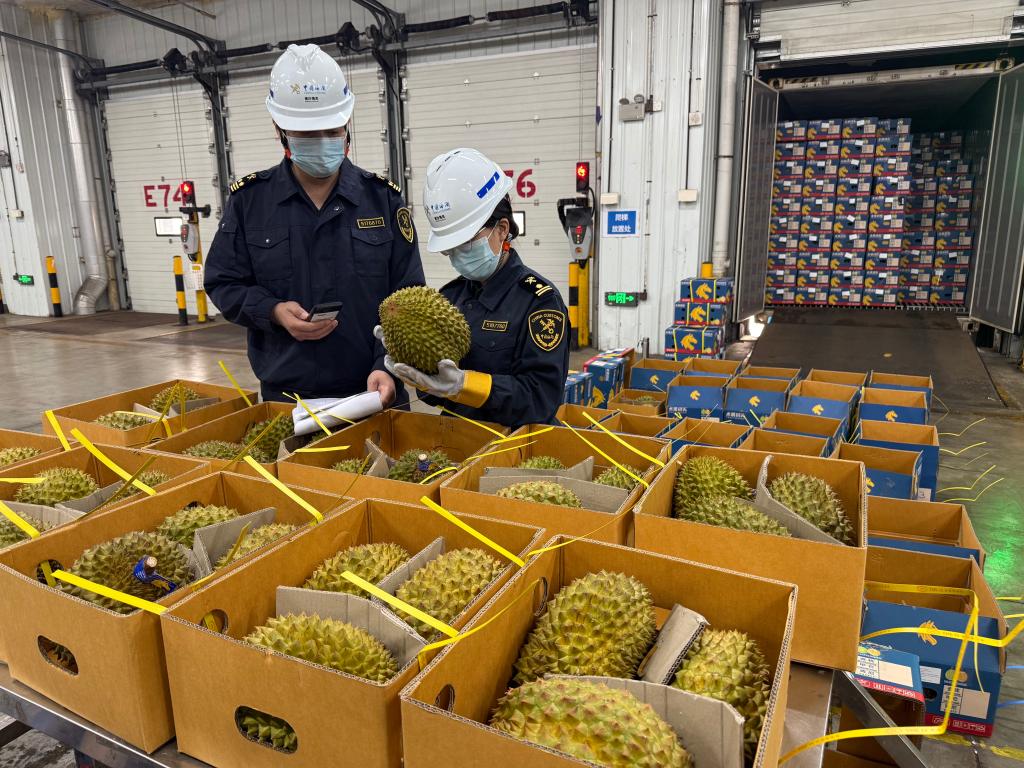 大批榴蓮來了 “榴蓮快線”開啟運輸旺季
