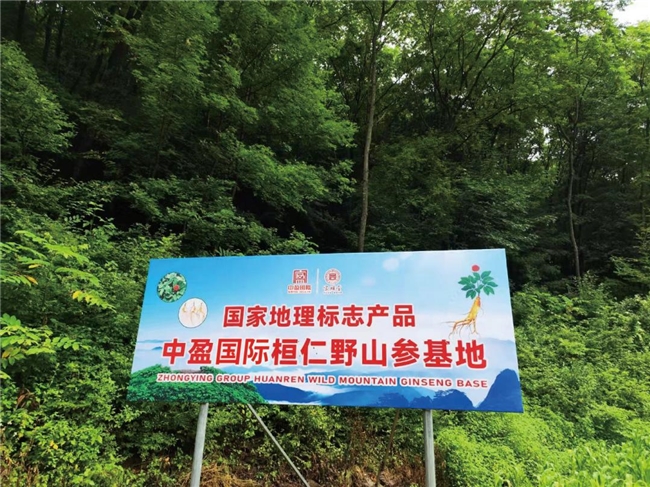 中盈國際第三屆人參文化節(jié)即將啟幕 十余載深耕解碼千年參脈